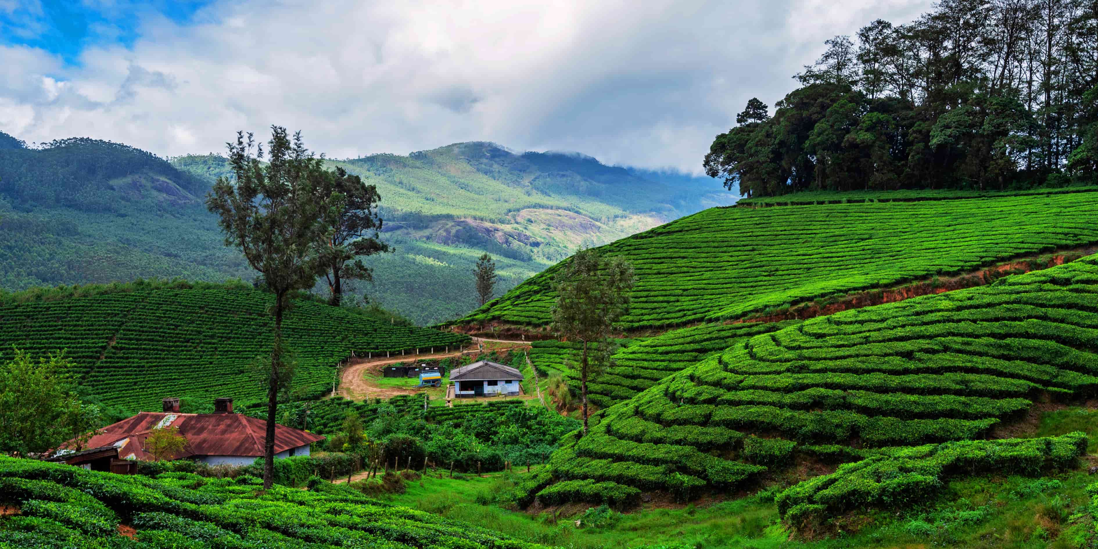 Assam tea plantation