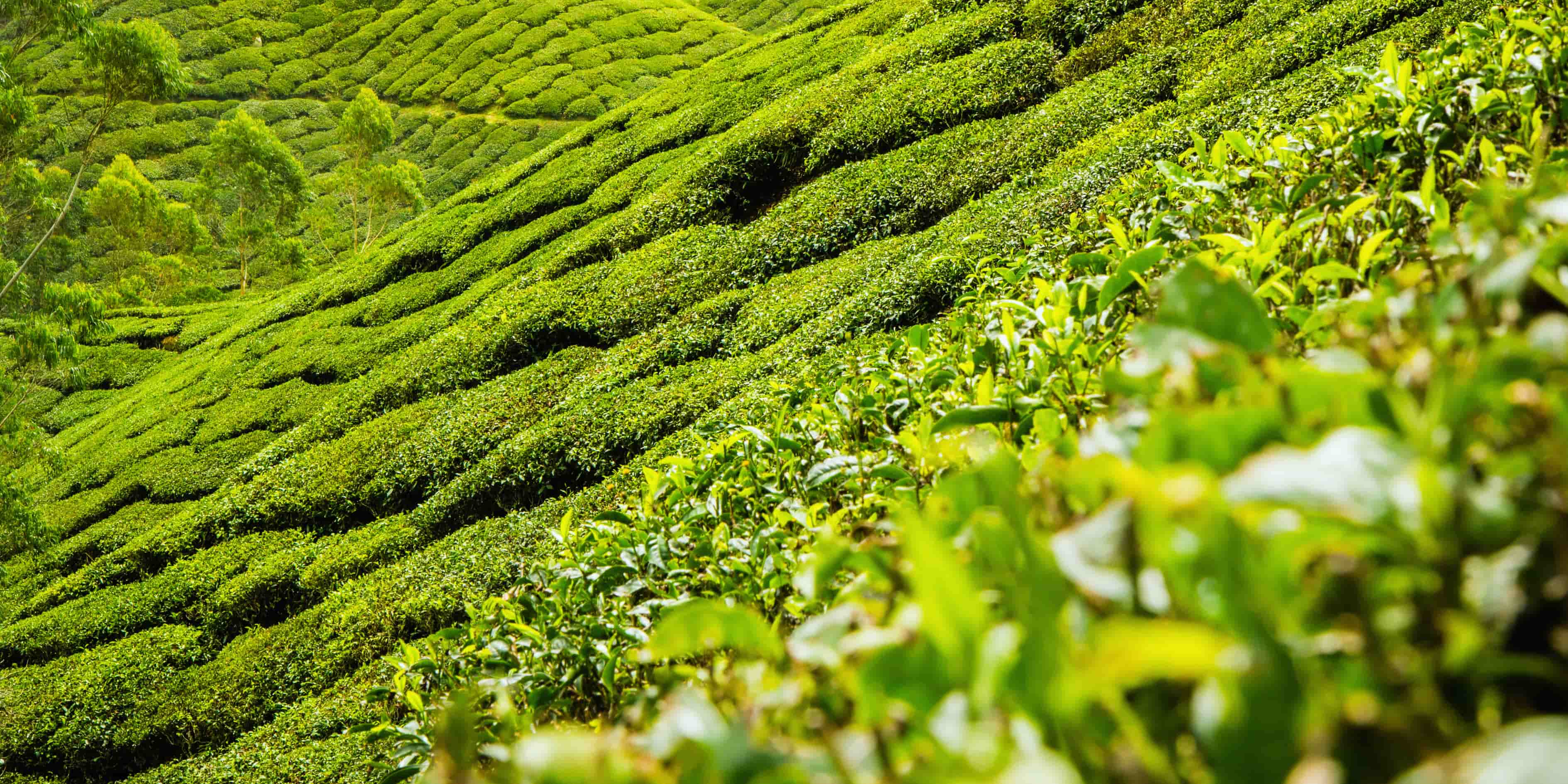 Assam tea garden at golden hour