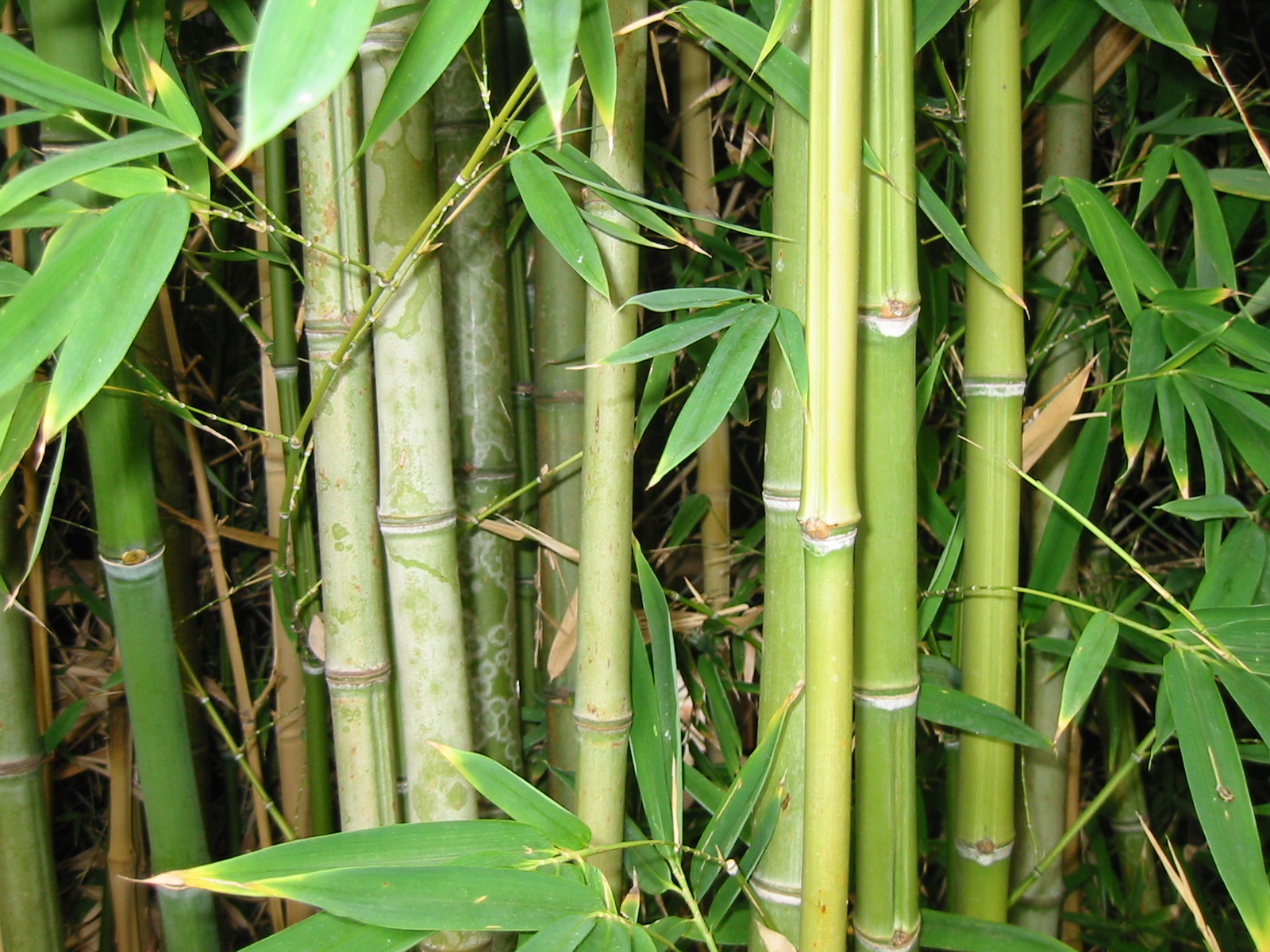 Bamboo Products