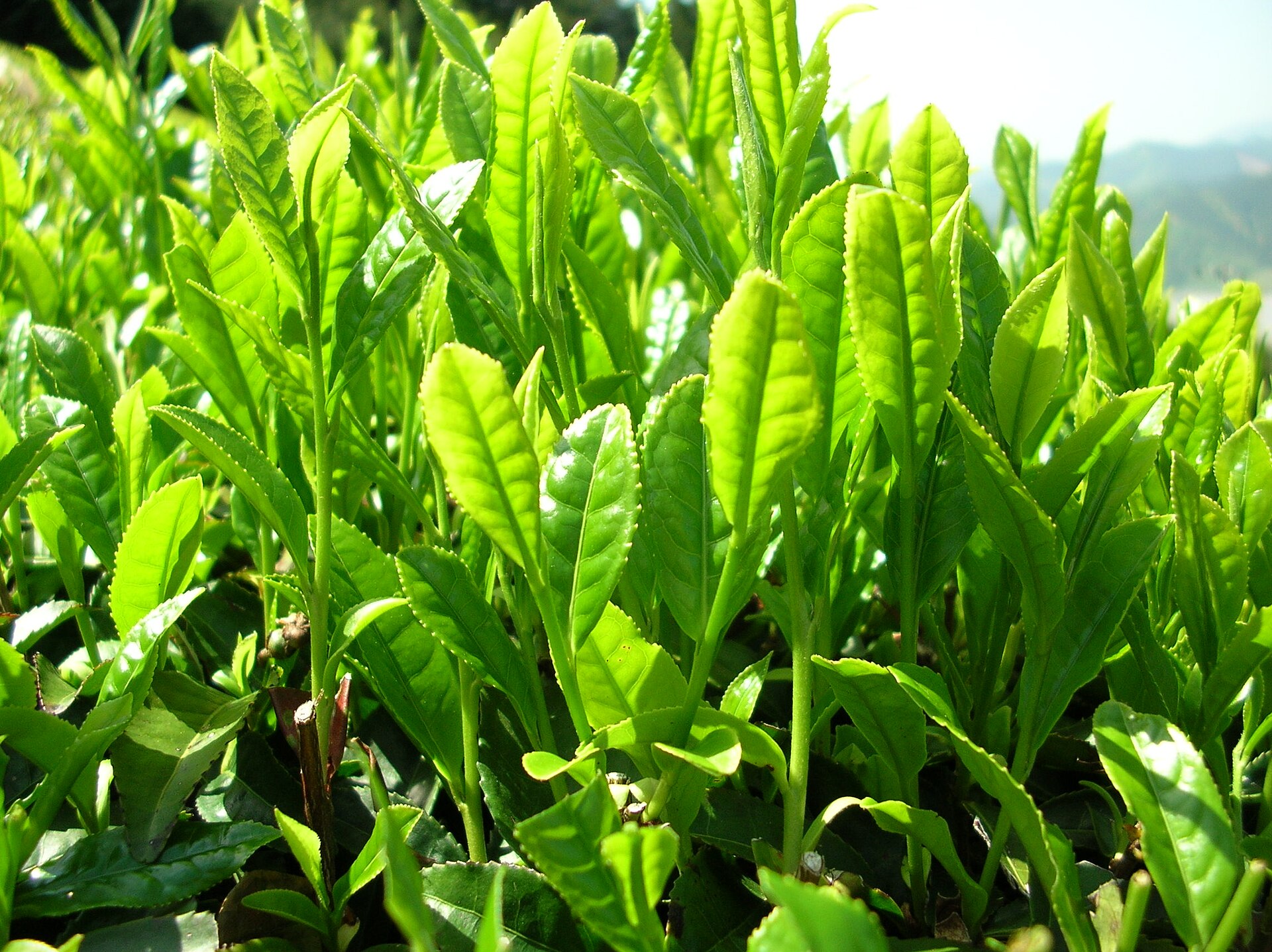 Assam Green Tea